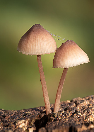 Jane Hodgson_FUNGI