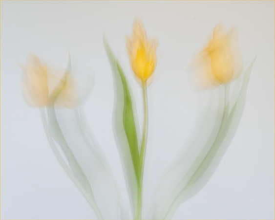 Sterlin Navamani_Tulip-ICM
