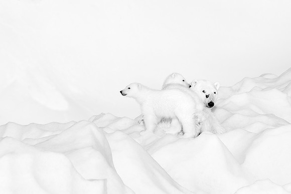 Roy Twyman_Polar Bear Mother and Cubs
