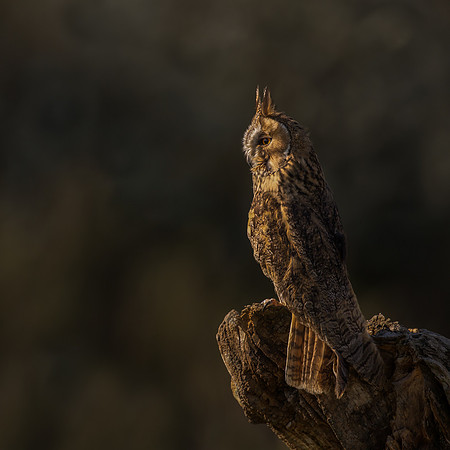 Long Eared Owl At Sunset