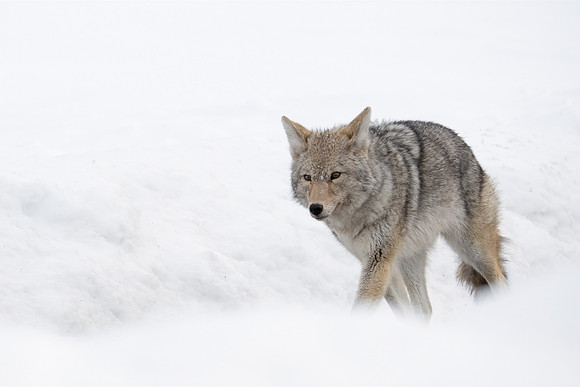 Roy Twyman_Coyote Braving a Winter Storm