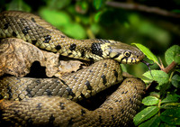 Grass Snake in Tree, Bookham