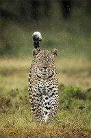 Ben Carrick_Leopard Walking in the Rain