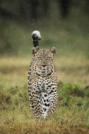 Ben Carrick_Leopard Walking in the Rain