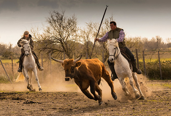 The Roundup