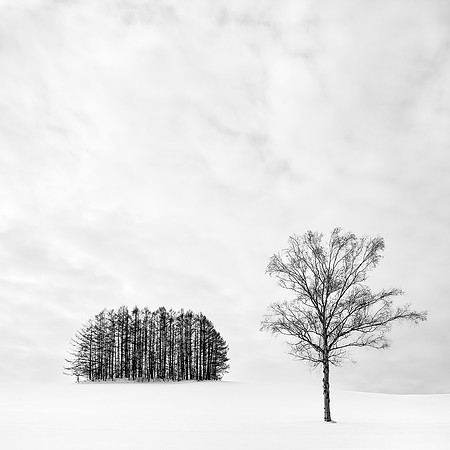 Rosemary Wilman_Lone Tree at Mita Copse