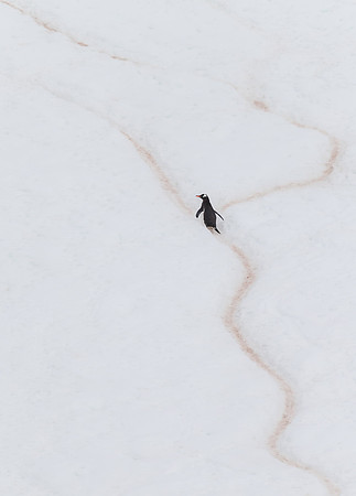 Penguin on path well trodden