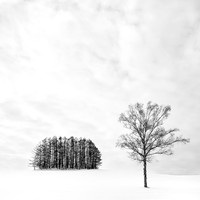 Rosemary Wilman_Lone Tree at Mita Copse