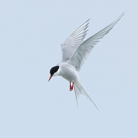 Gillian Tiplady_Arctic Angel