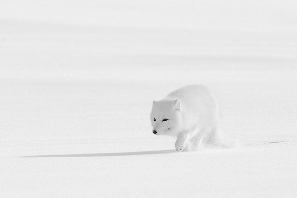 Arctic Fox, Winter Coat