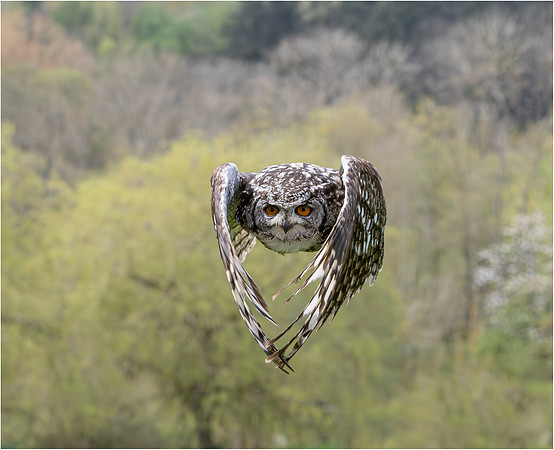 Stuart Cornish_Locked On . African spotted eagle owl in flight