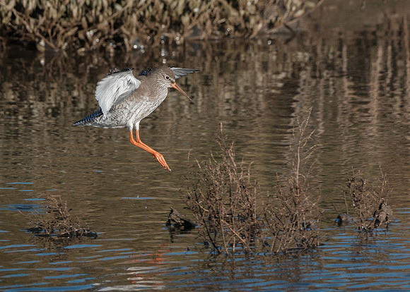 John Atherton_Redshank Landing