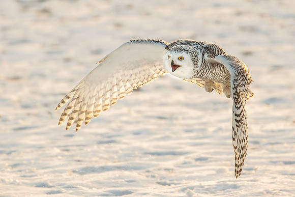 Simon Powell_Snowy Owl In Flight