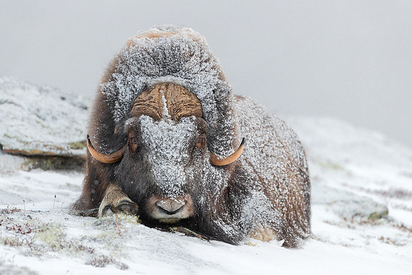 Victor Soares_Musk Ox resting after a snowstorm