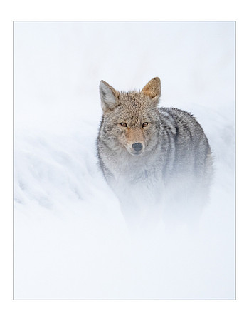 Roy Twyman_The Coyote and the Blizzard