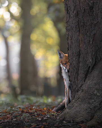 Victor Soares_Red fox hiding