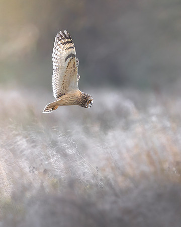 Victor Soares_Short-eared Owl ready to strike