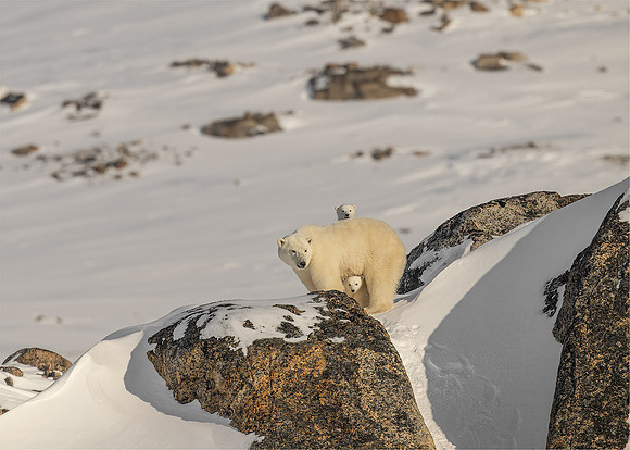 Ben Carrick_Protective Polar Bear Mother and Cubs