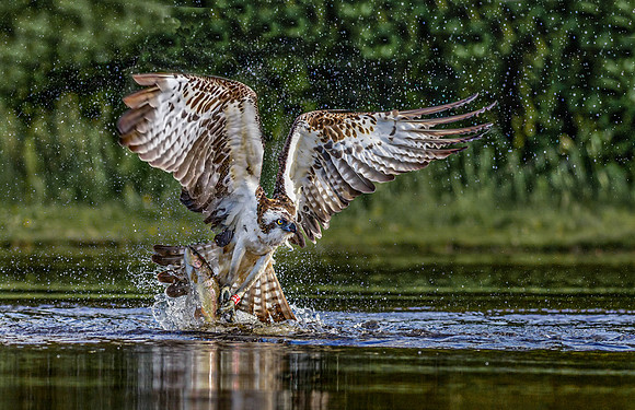 Simon Powell_Osprey Strikes