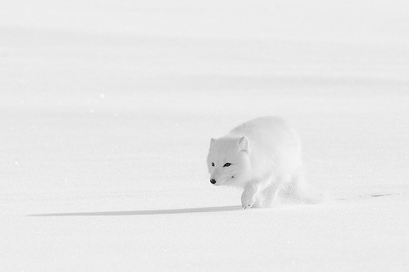 Arctic Fox In Winter Coat