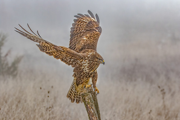 Simon Powell_Buzzard Lands In Mist