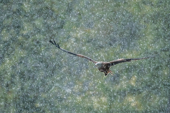 Roy Twyman_Red Kite in the Rain