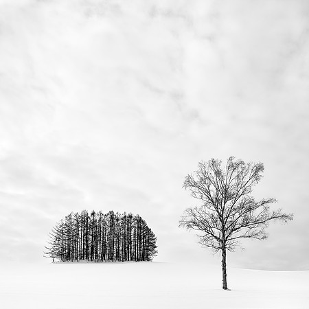 Rosemary Wilman_Lone Tree at Mita Copse
