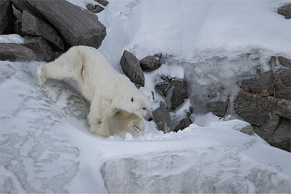 Ben Carrick_Descending Polar Bear