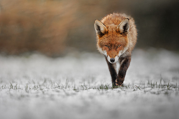 Victor Soares_Fox in the London snow