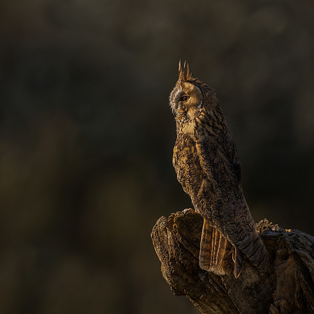 Simon Powell_Long Eared Owl At Sunset
