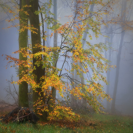 Peter Stott_Golden Showers