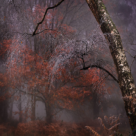 Peter Stott_Frosted Fingers