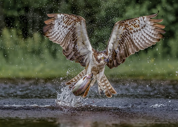 Simon Powell_Osprey Catches Brown Trout