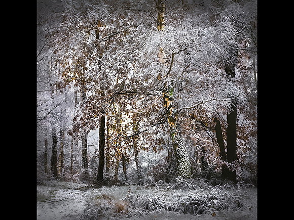 Peter Stott_Frosted Birches
