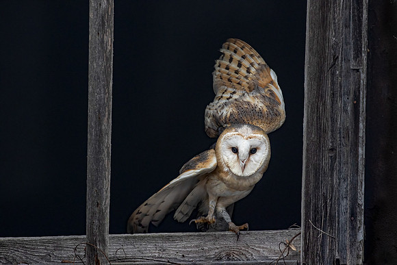 Simon Powell_Barn Owl In Window