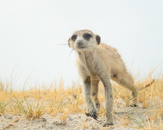 Roy Twyman_Foraging Meerkat