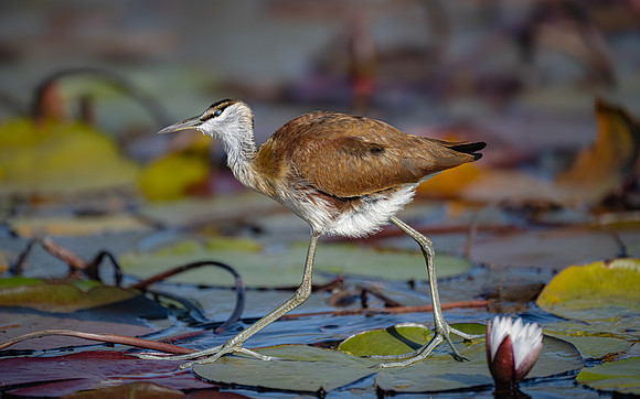 Gillian Tiplady_Jacana Walking On Lilly Pads, Chobe River,Botswana