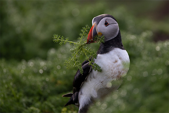David Zinzan_Puffin with nesting material