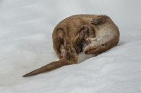 Simon Powell_Otter Plays In The Snow
