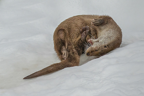 Simon Powell_Otter Plays In The Snow