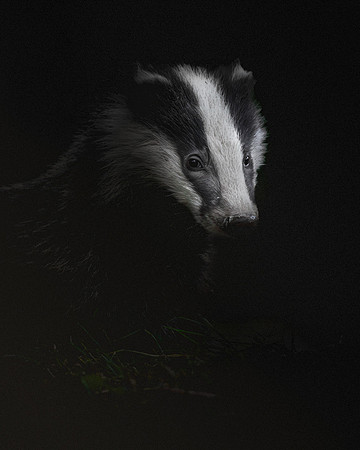 Victor Soares Badger_01