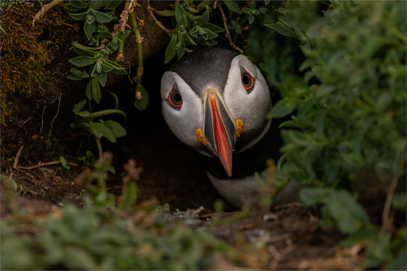 David Zinzan_Atlantic Puffin in its burrow