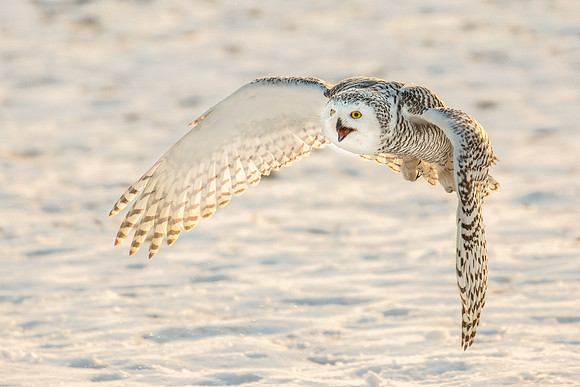 Simon Powell_Snowy Owl In Flight