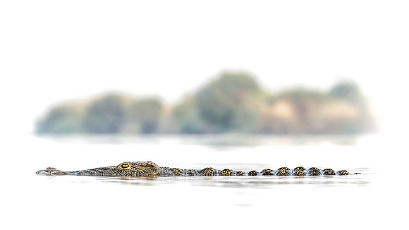 Victor Soares_A Chobe crocodile gets a little close