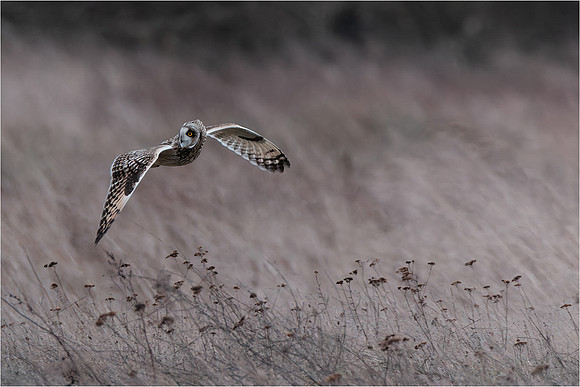 John Atherton_Short Eared Owl searching for prey